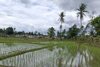 Kementan sebut bantuan benih tanaman pangan di Lampung pada 2026 capai Rp69,97 miliar