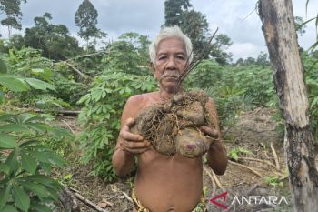 Menumbuhkan semangat bercocok tanam "Orang Rimba" di Jambi&nbsp;