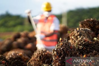Perusahaan sawit di Kaltim raup laba bersih 26,3 persen