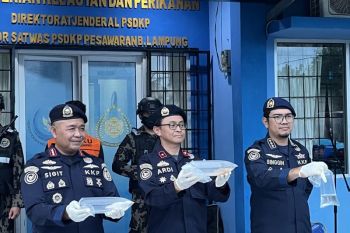 KKP sebut benih lobster ilegal yang diamankan di Lampung senilai Rp4 miliar