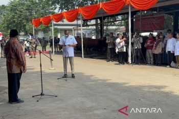 DKI koordinasi dengan daerah pemasok, pastikan hewan kurban sehat