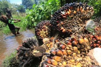 Harga TBS kelapa sawit petani Riau turun