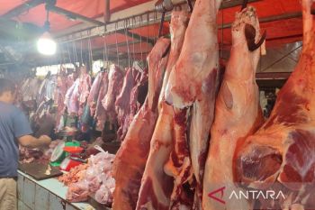 POGI: Konsumsi daging merah berpengaruh pada kualitas embrio