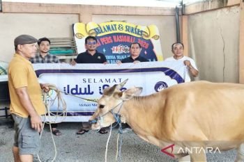 PWI Kalsel siapkan pembagian daging kurban untuk 300 anggota