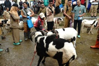Garut pastikan hewan kurban yang dijual sehat serta layak