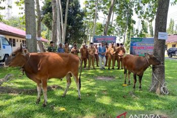 Sambut Hari Raya Idul Adha, PT. Indah Kiat Pulp &amp; Paper Tbk Perawang Salurkan 12 Ekor Sapi Untuk Masyarakat di Wilayah Operasional Perusahaan