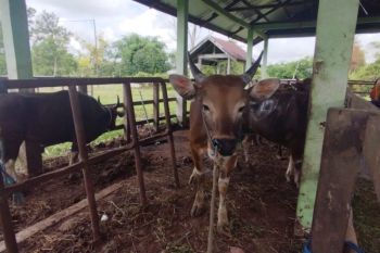 Dinas Pertanian Palangka Raya perketat pengawasan hewan kurban