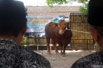 Penyerahan sapi kurban bantuan presiden di Tulungagung