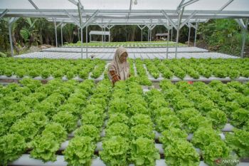 Urban farming di pedesaan Lumajang