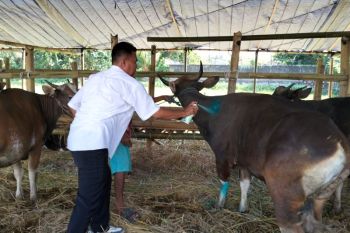 Distan Mataram menemukan puluhan kasus penyakit kulit pada hewan kurban