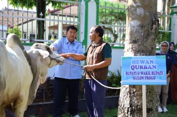 Pemkab Kulon Progo menyalurkan hewan kurban ke 56 lokasi