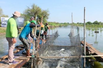 Menanam hijau, memanen laut