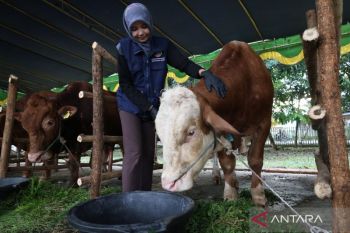Indonesia records Eid al-Adha livestock surplus: Ministry