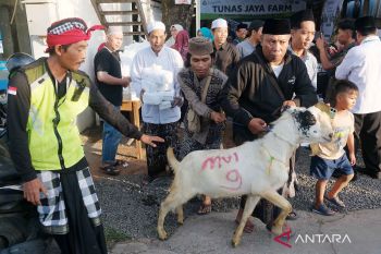 Pemkot Denpasar serahkan 17 ekor hewan kurban untuk Idul Adha 1447 H