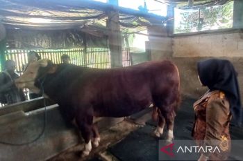 Sapi kurban dari Presiden Prabowo untuk Kudus dipastikan sehat