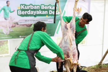 Kurban Baznas berdayakan 2.089 peternak mustahik binaan tersebar di 15 provinsi