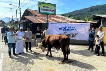 PTP Teluk Bayur salurkan hewan kurban kepada masyarakat sekitar pelabuhan