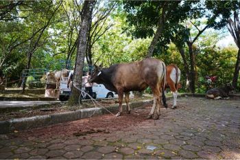 Semangat berbagi Idul Adha, UNAND salurkan 43 sapi kurban ke berbagai daerah