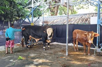 Masjid Al-Azhar sembelih 14 sapi dan 43 kambing termasuk kurban JK