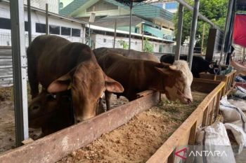 Kurangi plastik, Al-Azhar gunakan besek distribusikan daging kurban