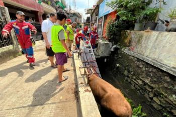Gulkarmat Jaksel tangani sapi kurban yang terperosok ke saluran air
