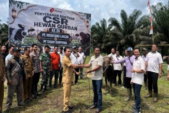 Komitmen sosial perusahaan, Minamas Plantation distribusikan 30 sapi kurban di Kalteng