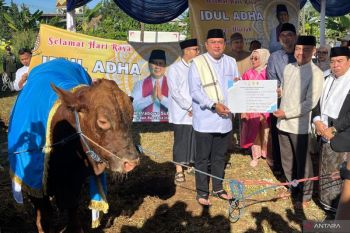 Pemkab Bogor sembelih sapi kurban Prabowo di Masjid Raya Pakansari