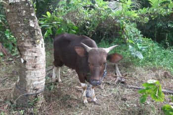 Polresta Tanjungpinang distribusikan 21 ekor hewan kurban