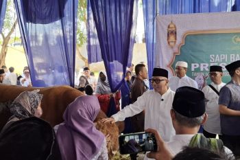 Gubernur Lampung serahkan sapi kurban Presiden seberat 1,5 ton