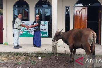 Sambut Idul Adha 1447 H, PT WKS Salurkan Hewan Kurban ke 12 Desa