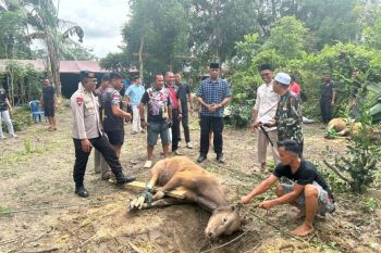Brimob Sultra sembelih 149 ekor sapi untuk kurban di momen Idul Adha