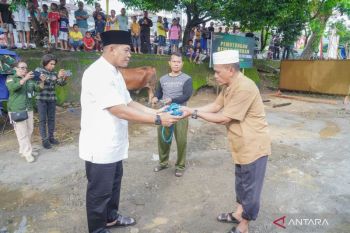 Kodam Pattimura salurkan 78 hewan kurban kepada masyarakat di Ambon, ini kata Pangdam