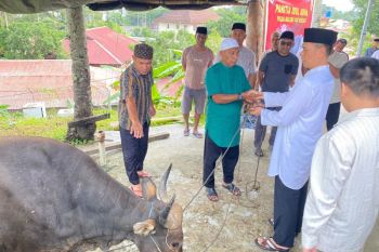 Polda Maluku dan jajaran salurkan 118 hewan kurban untuk rakyat di berbagai wilayah