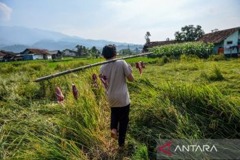Keren! kampung di Pacet Bandung ini distribusikan daging kurban tanpa plastik, ini rahasianya