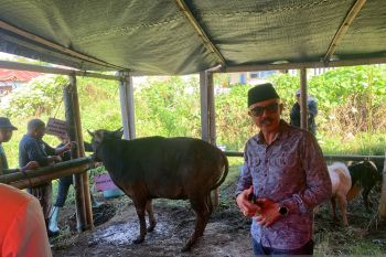 Pemkab Bangli serahkan dua ekor sapi kurban Idul Adha