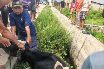 BPBD Kota Tangerang bantu evakuasi dua sapi kurban yang terlepas