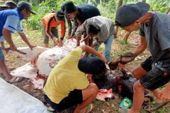 Penyembelihan hewan kurban