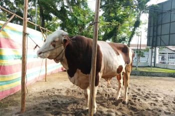 Sapi kurban Presiden Prabowo di Belitung berbobot 860 kilogram