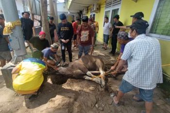 Perumda Pasar sembelih tiga sapi untuk warga
