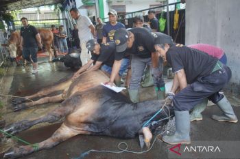 Usran Mantow: Ribuan hewan dikurbankan saat Idul Adha di Manado
