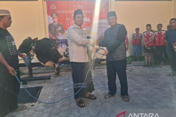 Polda NTT menyembelih 148 ekor hewan kurban untuk masyarakat