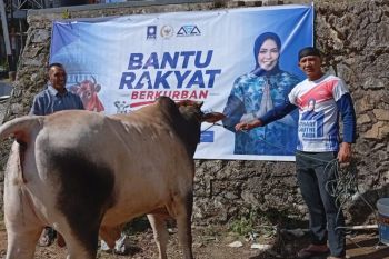 Anggota DPR salurkan enam sapi kurban ke sejumlah daerah di Sumbar