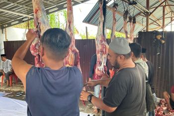 UNG kurbankan 21 sapi hasil iuran dosen dan pegawai