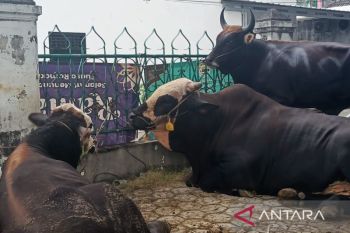 Wamen P2MI serahkan sapi kurban di Masjid Muhajirin Pangkalpinang