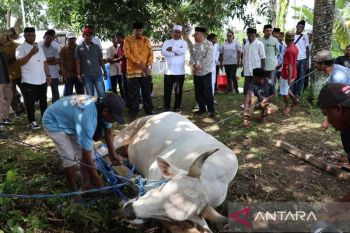 Wagub Maluku sebut penyembelihan hewan kurban perkuat tradisi lokal