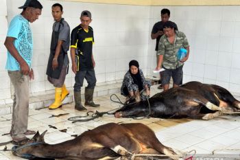 RPH Dinas Pertanian Kabupaten Bulungan Sembelih 65 Ekor Sapi Kurban