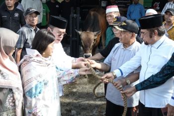 Wali Kota Pematangsiantar serahkan seekor hewan kurban ke MUI
