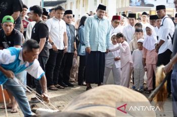 Idul Adha,  Bobby sumbang 17 sapi ke masyarakat pakai dana pribadi