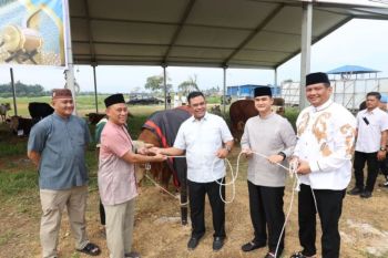 Polda Sumut sembelih 31 sapi untuk masyarakat di perayaan Idul Adha 1447 Hijriah