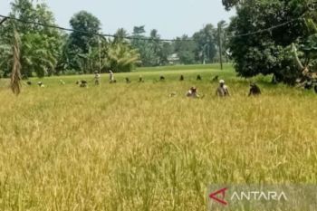 Bulog Sumut serap gabah petani capai 40,61 persen dari target 2026